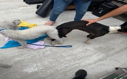 Mixed Breed dogs for sale: Bedlington x whippet Lurcher pups - Image 5