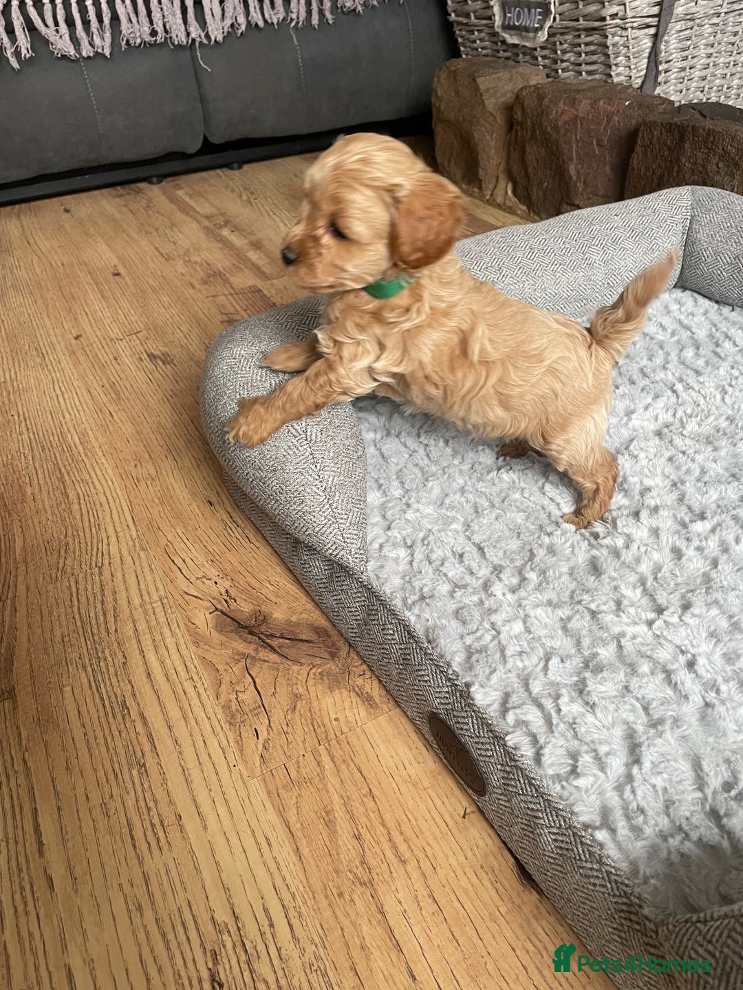Cockapoo dogs for sale: F1B TOY COCKAPOO PUPPIES - Image 13