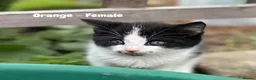 Mixed Breed cats for sale: Fluffy, Happy, Healthy Kittens! in Bungay - Advert 12