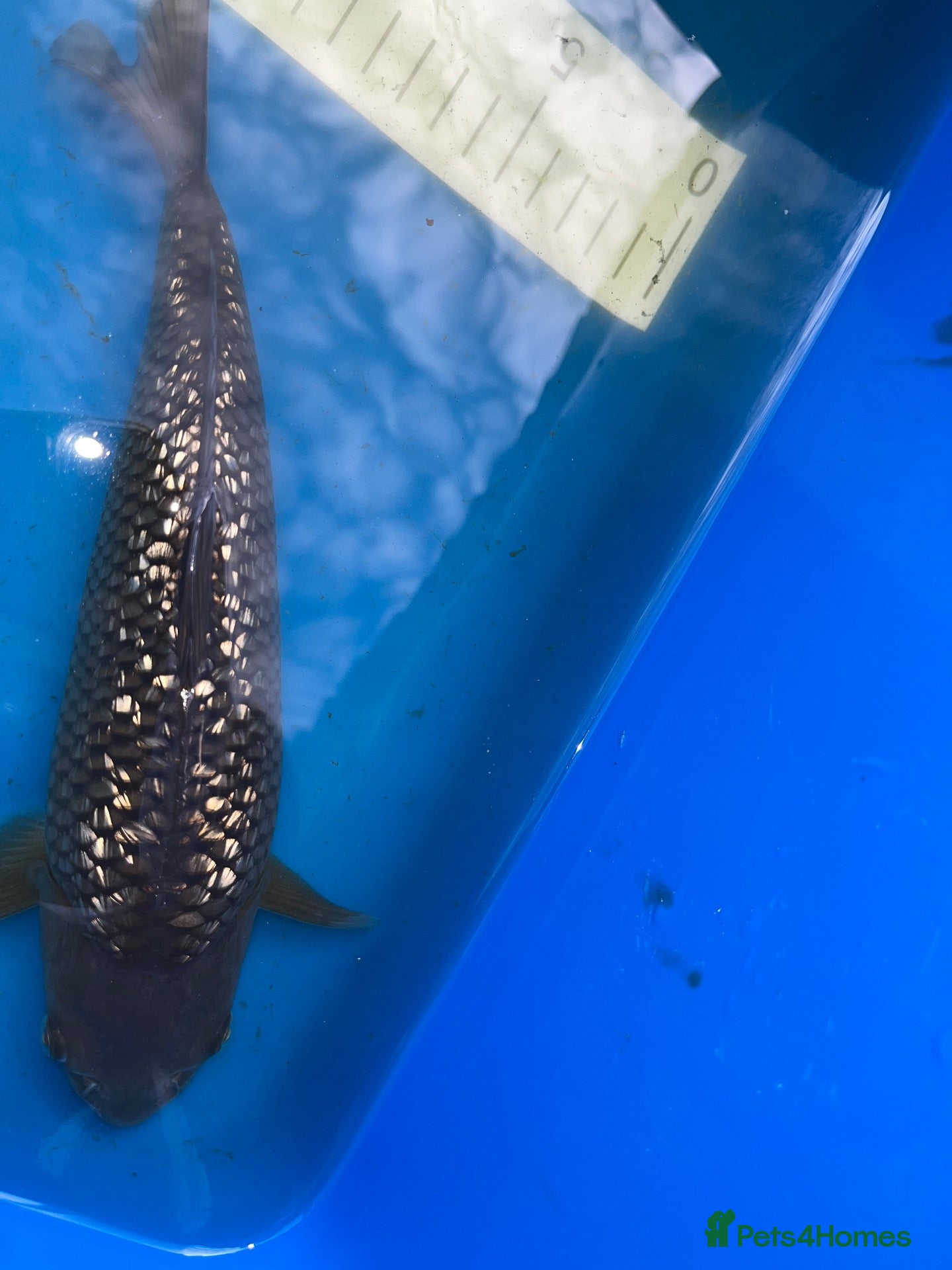 Koi Carp fish High quality Japanese koi for sale  - Advert 13