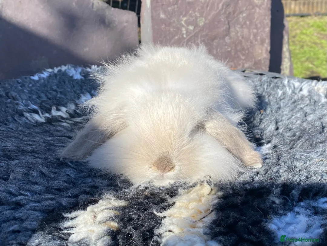 Mini Lop rabbits for sale: Beautiful fawn mini lop. - Advert 2