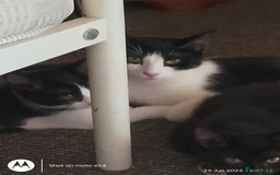 Mixed Breed cats for sale: 2 little boys,one black,one tuxedo  - Image 5