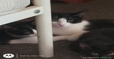 Mixed Breed cats - Advert 15