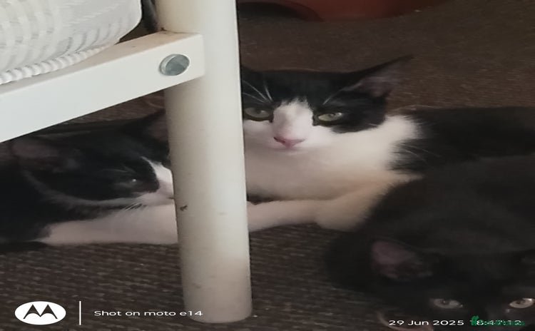 Mixed Breed cats - Advert 4
