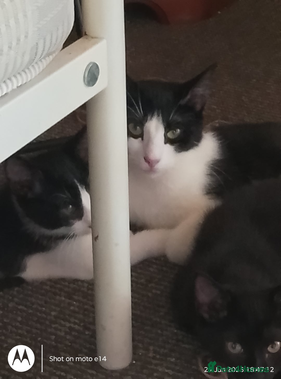 Mixed Breed cats for sale: 2 little boys,one black,one tuxedo  - Image 5