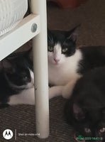 Mixed Breed cats - Advert 14