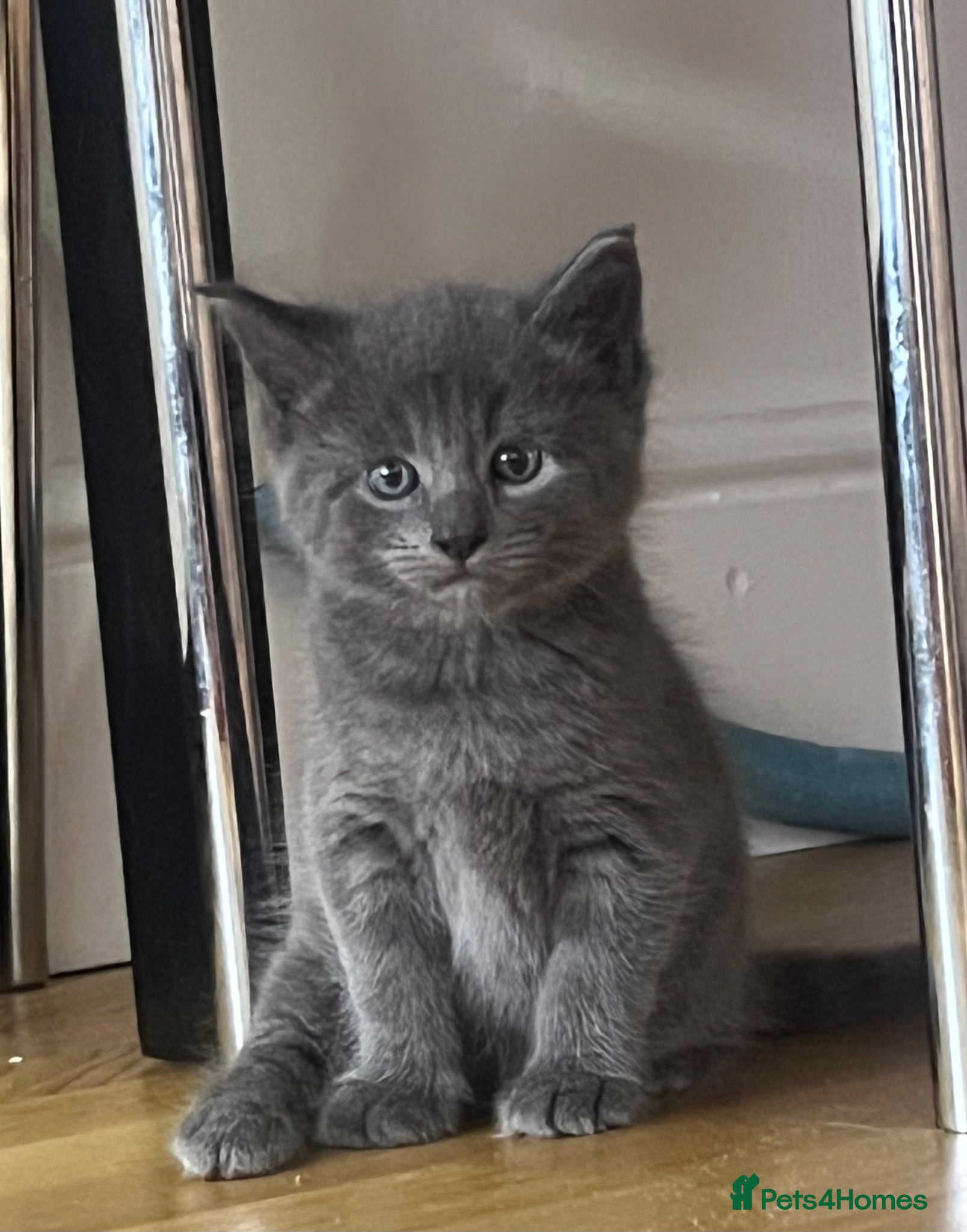 Mixed Breed cats 4Maine Coon Cross Male Kittens Need Loving Homes . - Advert 2