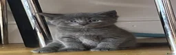 Mixed Breed cats for sale: 4Maine Coon Cross Male Kittens Need Loving Homes . - Advert 2