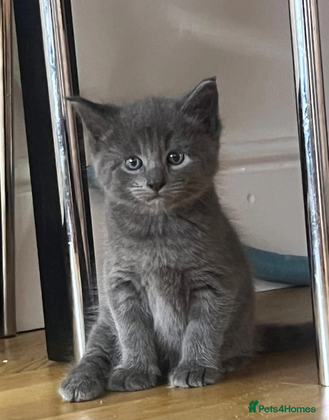 Mixed Breed cats for sale: 4Maine Coon Cross Male Kittens Need Loving Homes . - Advert 2