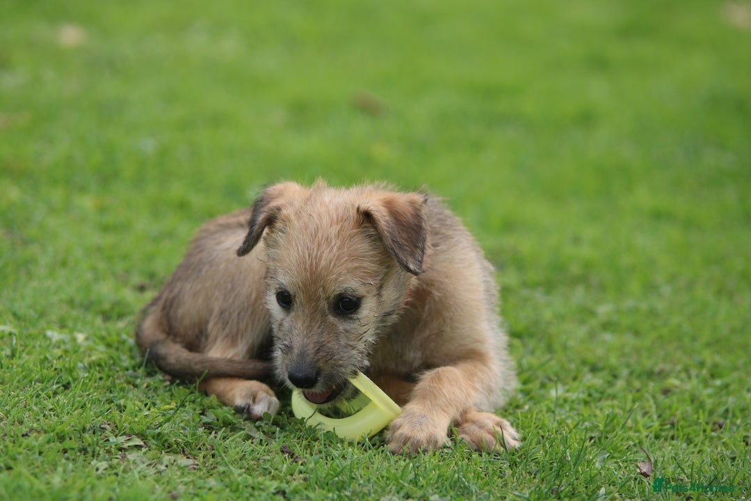 Dogs Trust Lurcher Rescue North West READY NOW Rough Coated