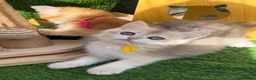 British Shorthair cats for sale: British Sh/Longhair golden kittens GCCF  - Advert 9