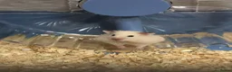 Hamster rodents for sale: Syrian hamster with cage - Alfredo - Advert 5