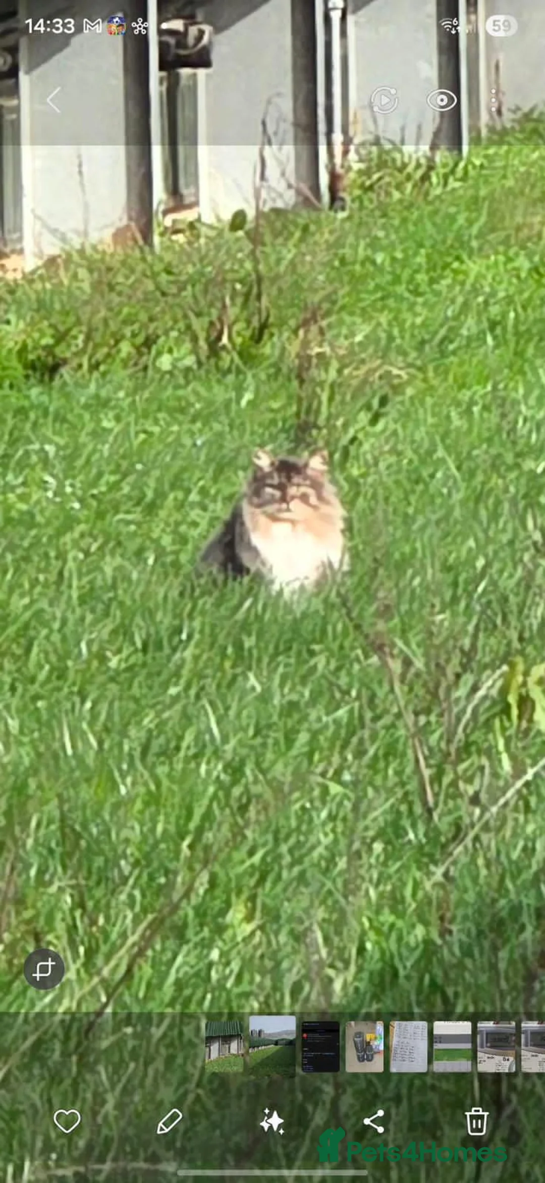 Mixed Breed cats for sale: 6 beautiful kittens for sale to good homes - Advert 2