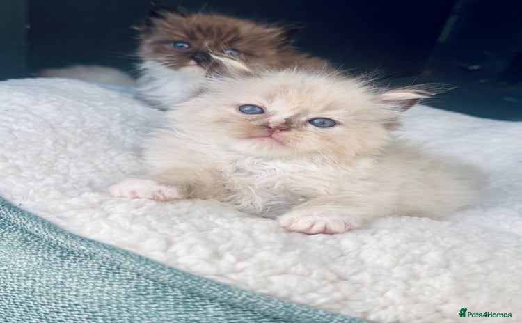 Ragdoll cats - Advert 5