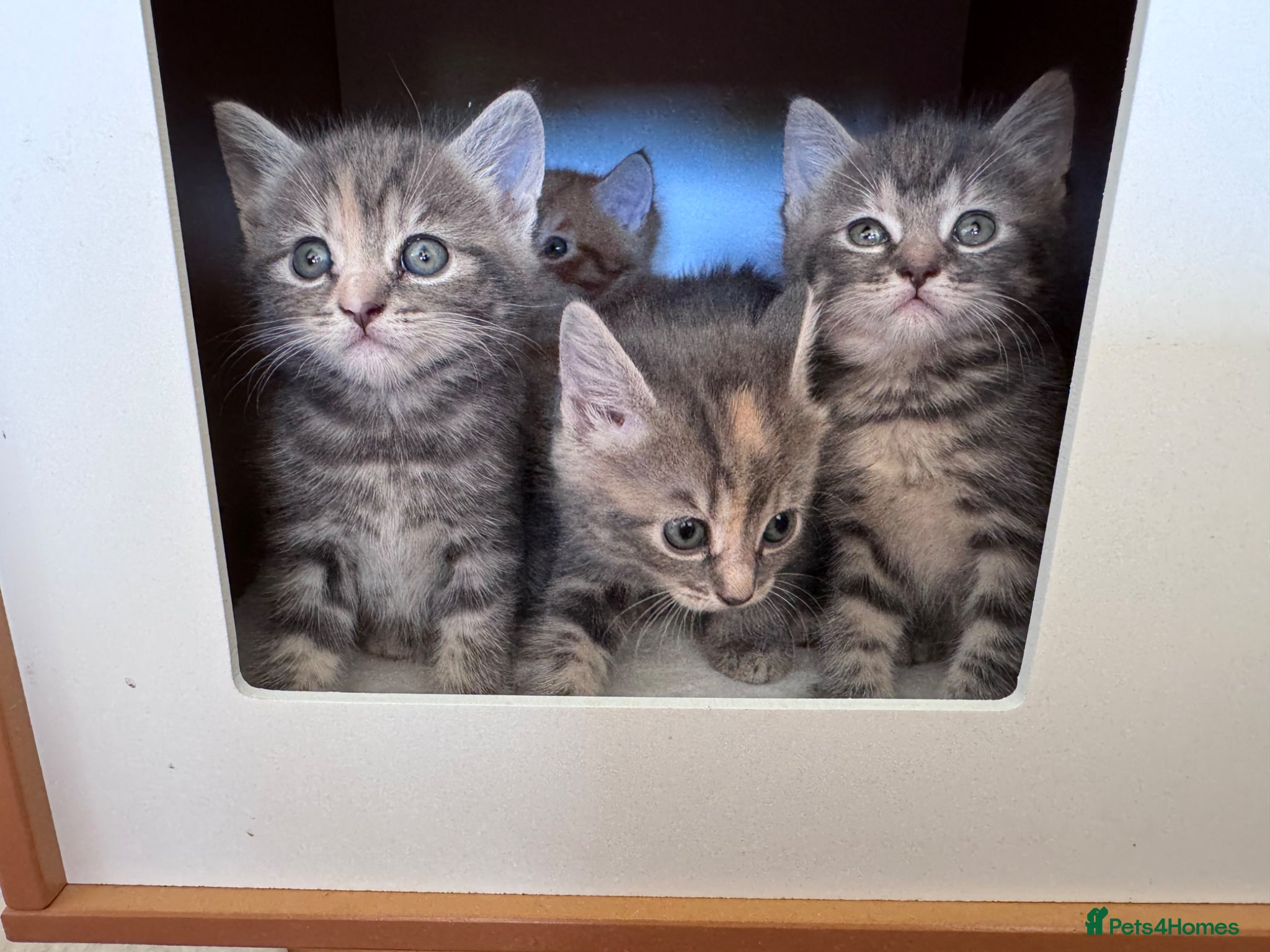 Mixed Breed cats for sale: Gorgeous fluffy affectionate kittens  in Cirencester - Advert 18
