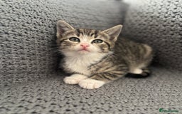 British Shorthair cats for sale: Kittens ready now  - Image 10