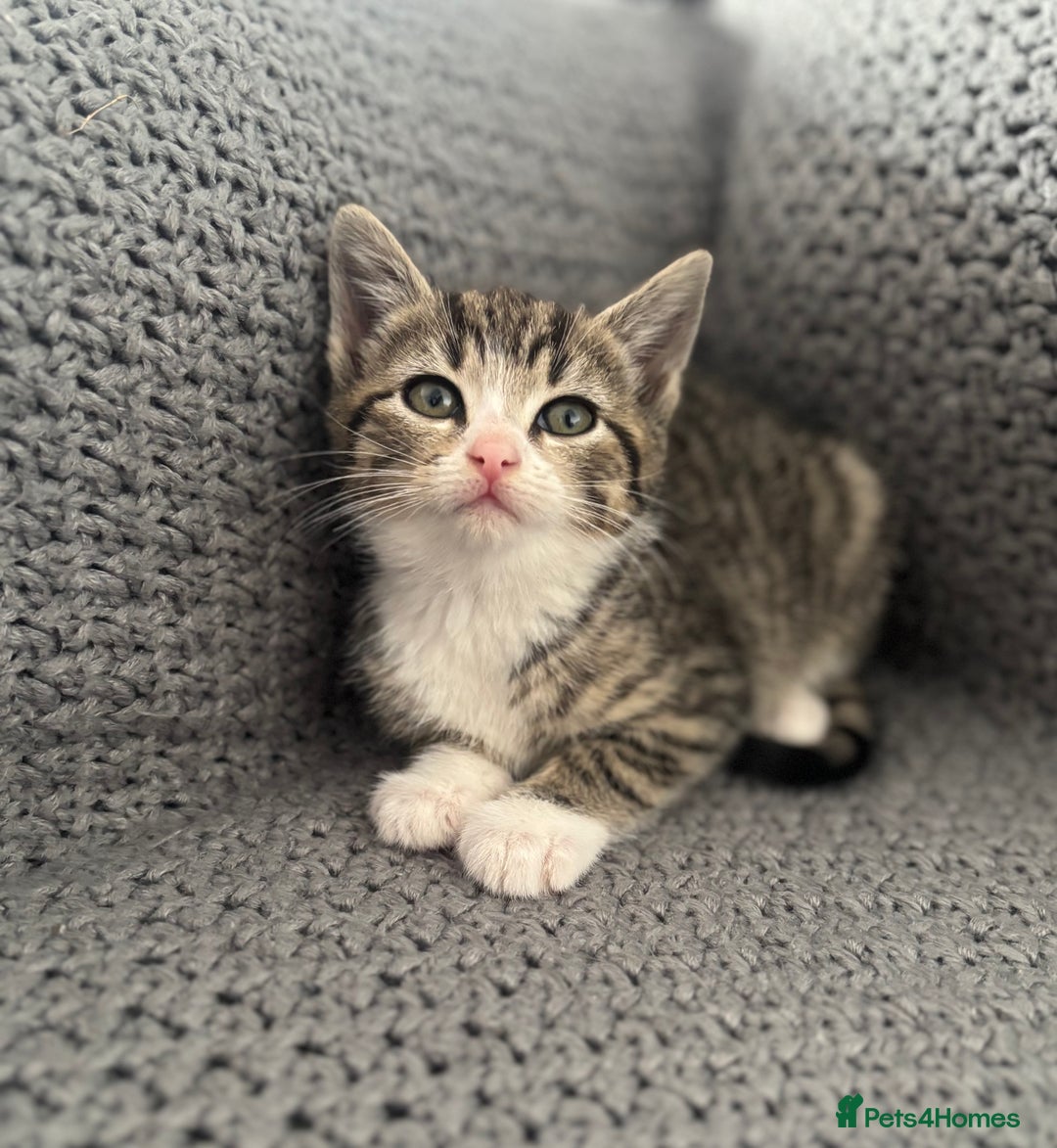 British Shorthair cats for sale: Kittens ready now  - Image 10