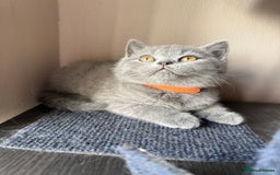 British Shorthair cats for sale: Pedigree BSH Last Female kitten ready to go!! - Image 12
