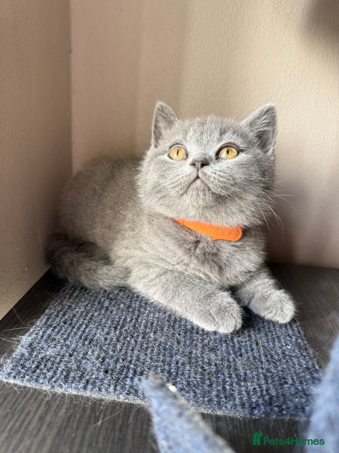 British Shorthair cats for sale: Pedigree BSH Last Female kitten ready to go!! - Image 12