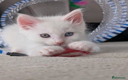 Maine Coon cats for sale: Maine Coon Kittens some polydactyl - only 2 left! - Image 13