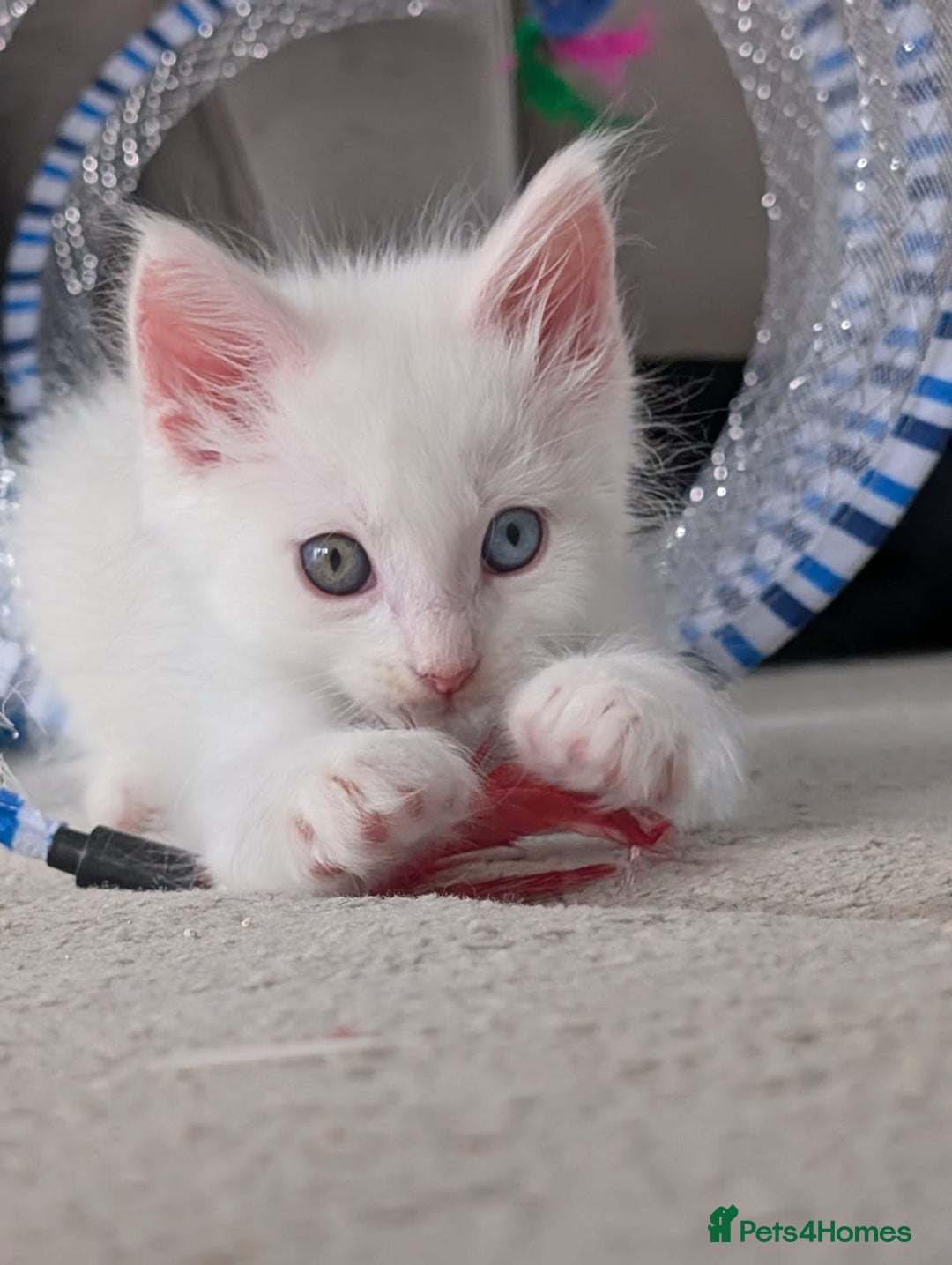 Maine Coon cats for sale: Maine Coon Kittens some polydactyl - only 2 left! - Image 13
