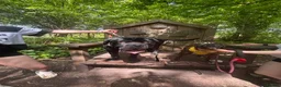 Mixed Breed dogs for sale: Three puppies for sale  - Advert 1