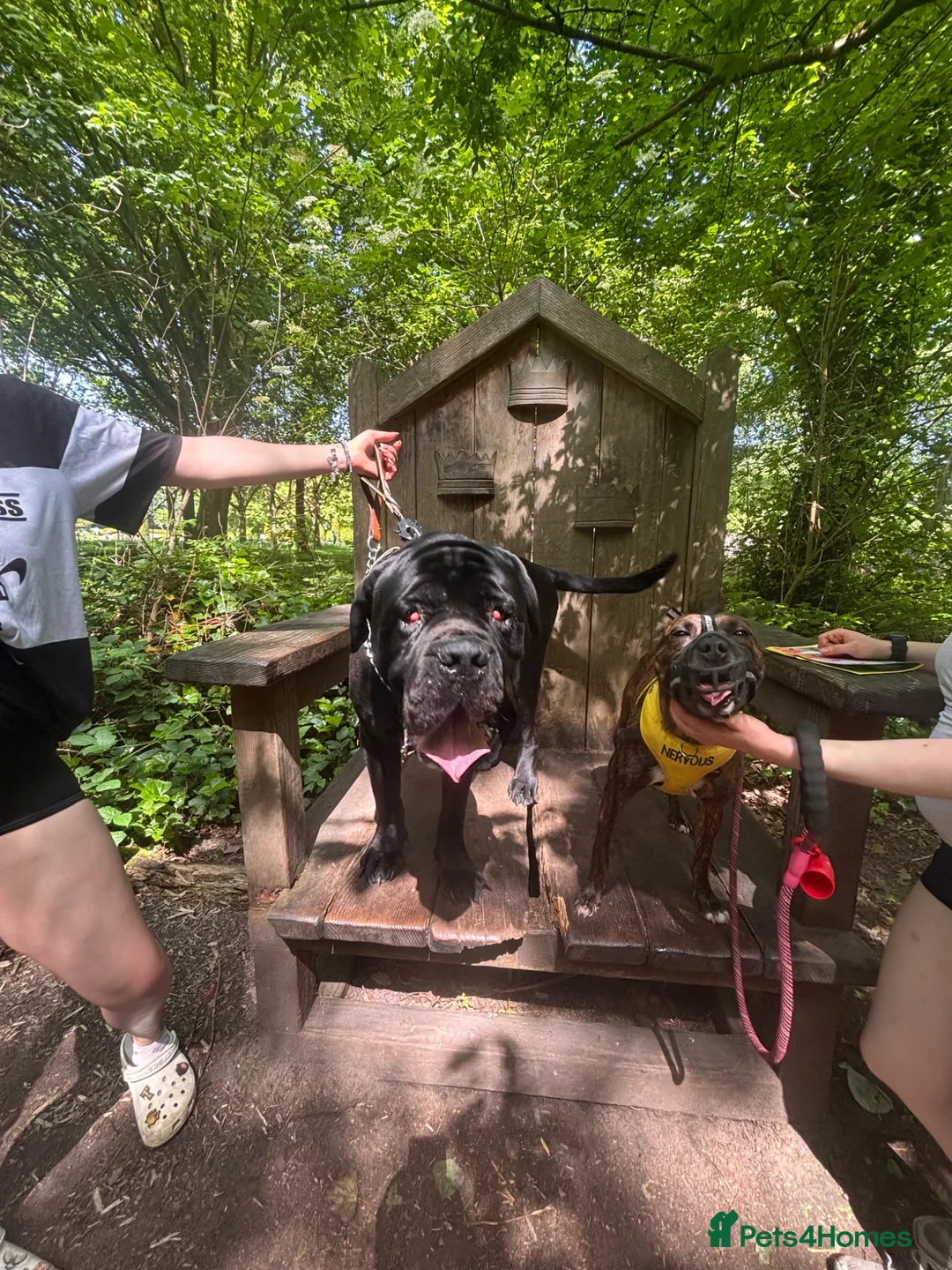 Mixed Breed dogs for sale: Three puppies for sale  - Advert 1