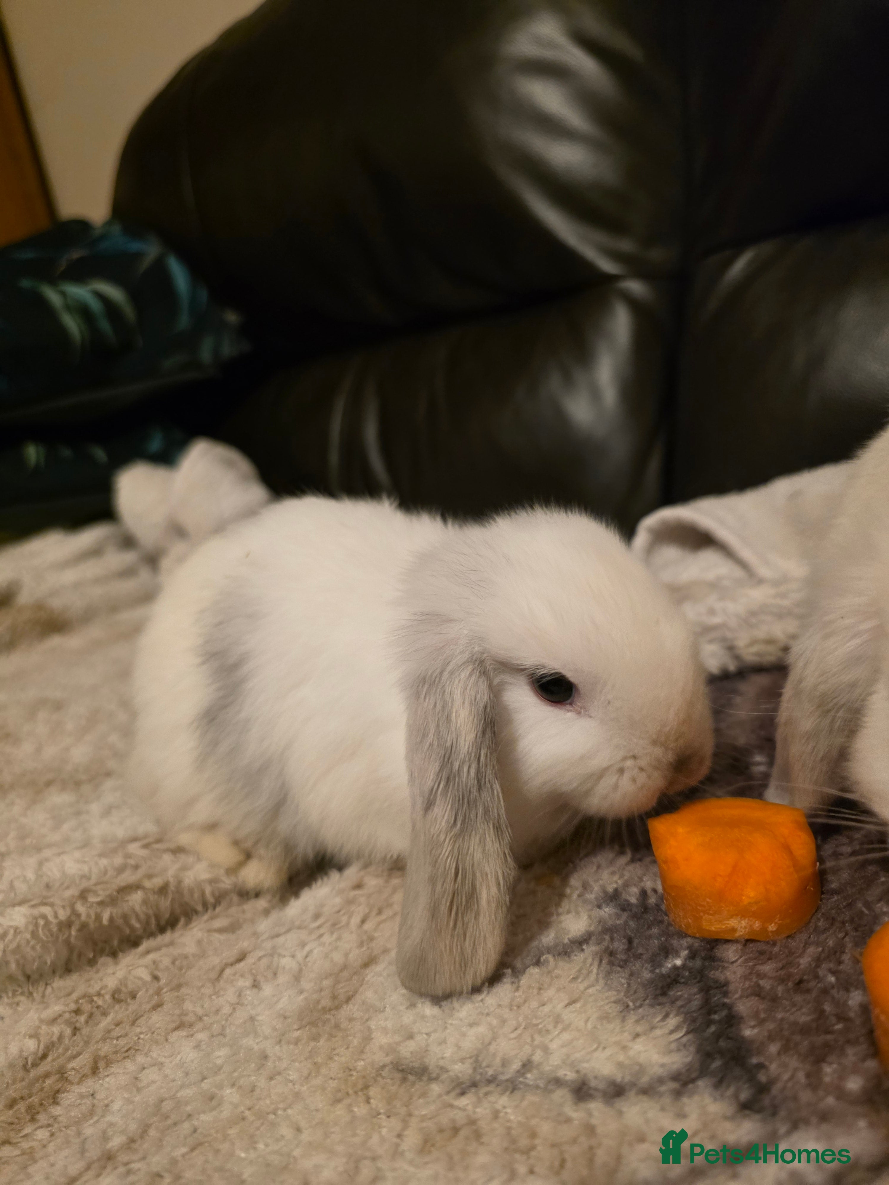 Mini Lop rabbits Beautiful mini lop girl for sale - five months old - Advert 1