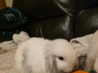 Mini Lop rabbits Beautiful mini lop girl for sale - five months old - Advert 1
