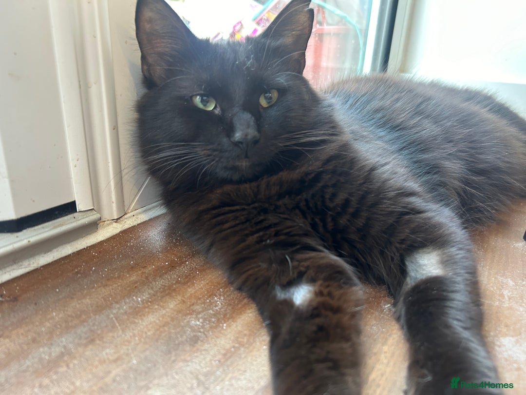 Mixed Breed cats for sale: Diego - Image 2