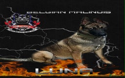Belgian Shepherd Dog dogs for sale: Belgian shepherd pupps soon - Image 1