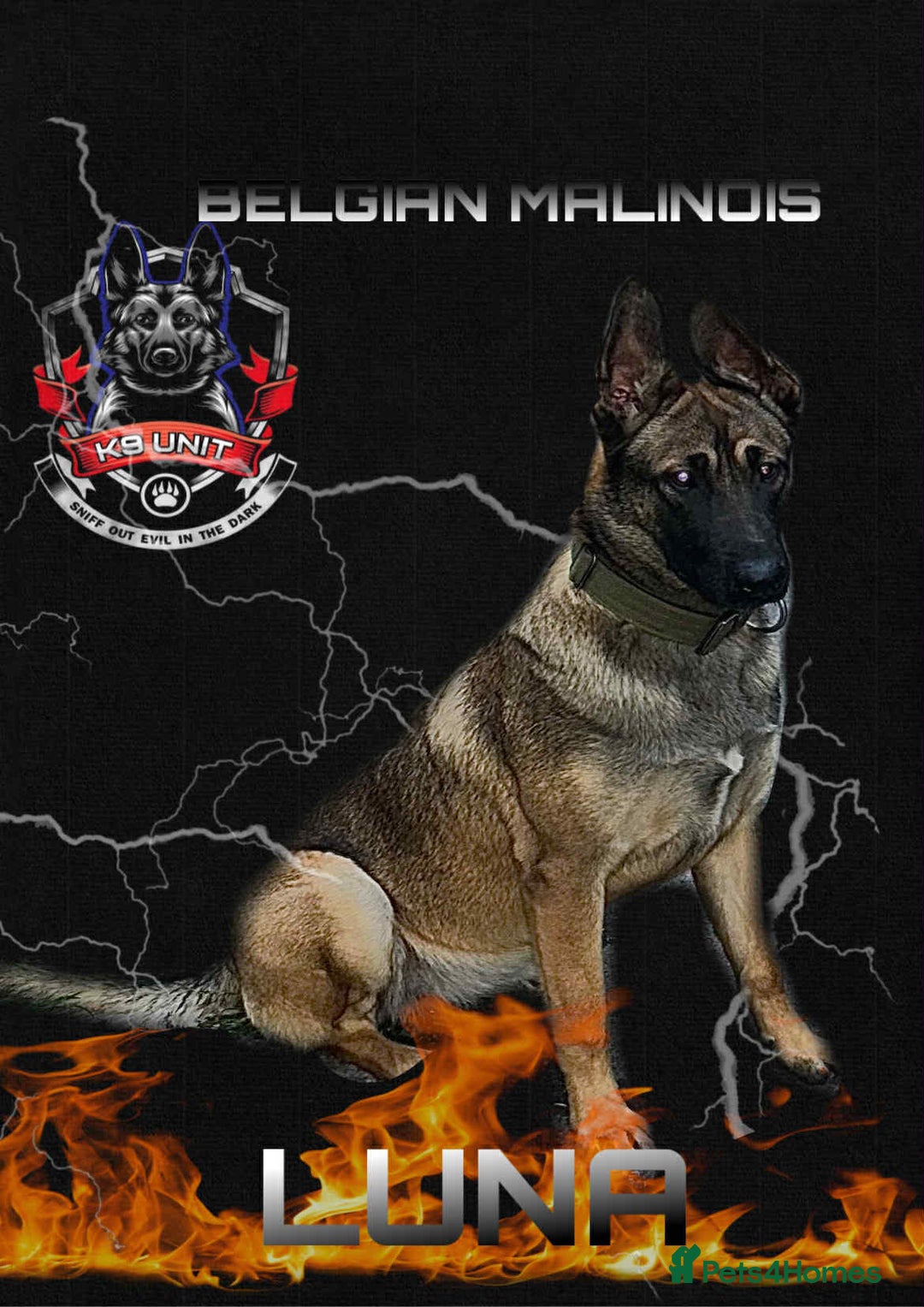 Belgian Shepherd Dog dogs for sale: Belgian shepherd pupps soon - Image 1