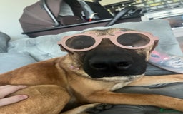 German Shepherd dogs for sale: Matilda  - Image 4