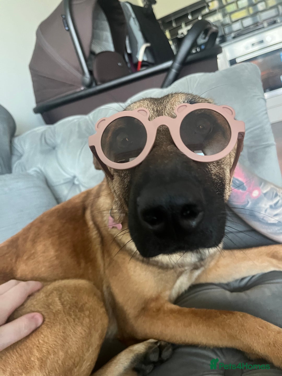 German Shepherd dogs for sale: Matilda  - Image 4