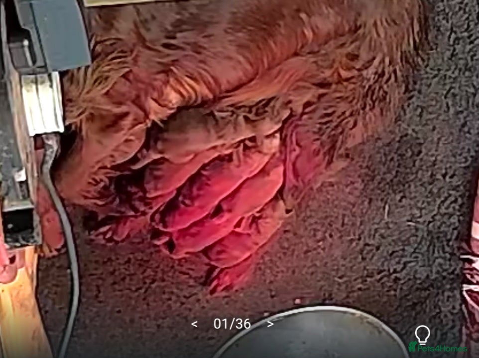 Irish Setter dogs Irish setter pup's KC registered  - Advert 7