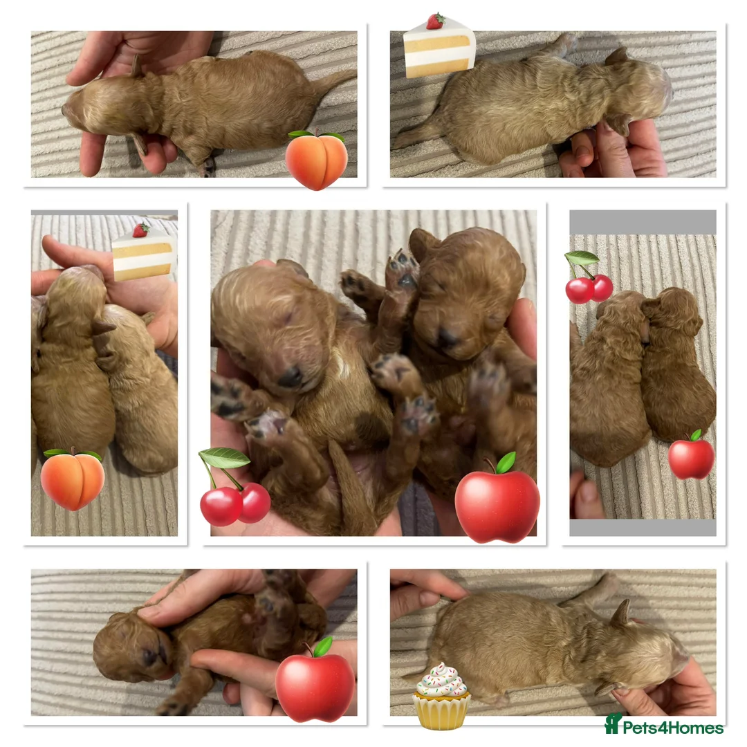 Miniature Poodle dogs for sale: 🐶Miniature/Toy poodle puppies🐶 - Advert 1