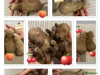 Miniature Poodle dogs 🐶Miniature/Toy poodle puppies🐶 - Advert 1