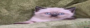 Himalayan Kitten 1