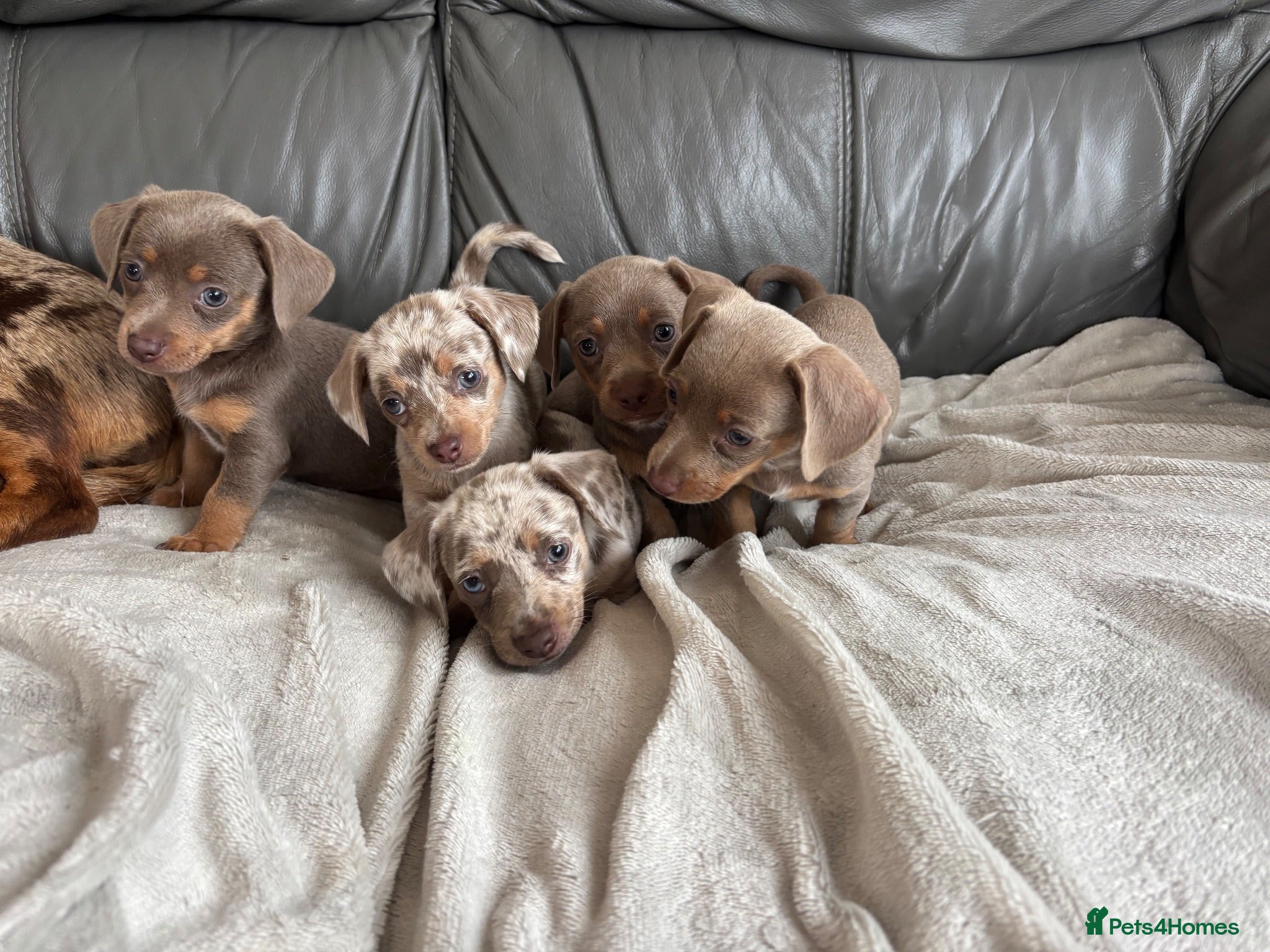 Chiweenie dogs Beautiful Chiweenie Puppies Ready On The 8TH!! - Advert 1