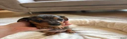 Miniature Dachshund dogs for sale: Six beautiful miniature dachshund pups in Swansea - Advert 34