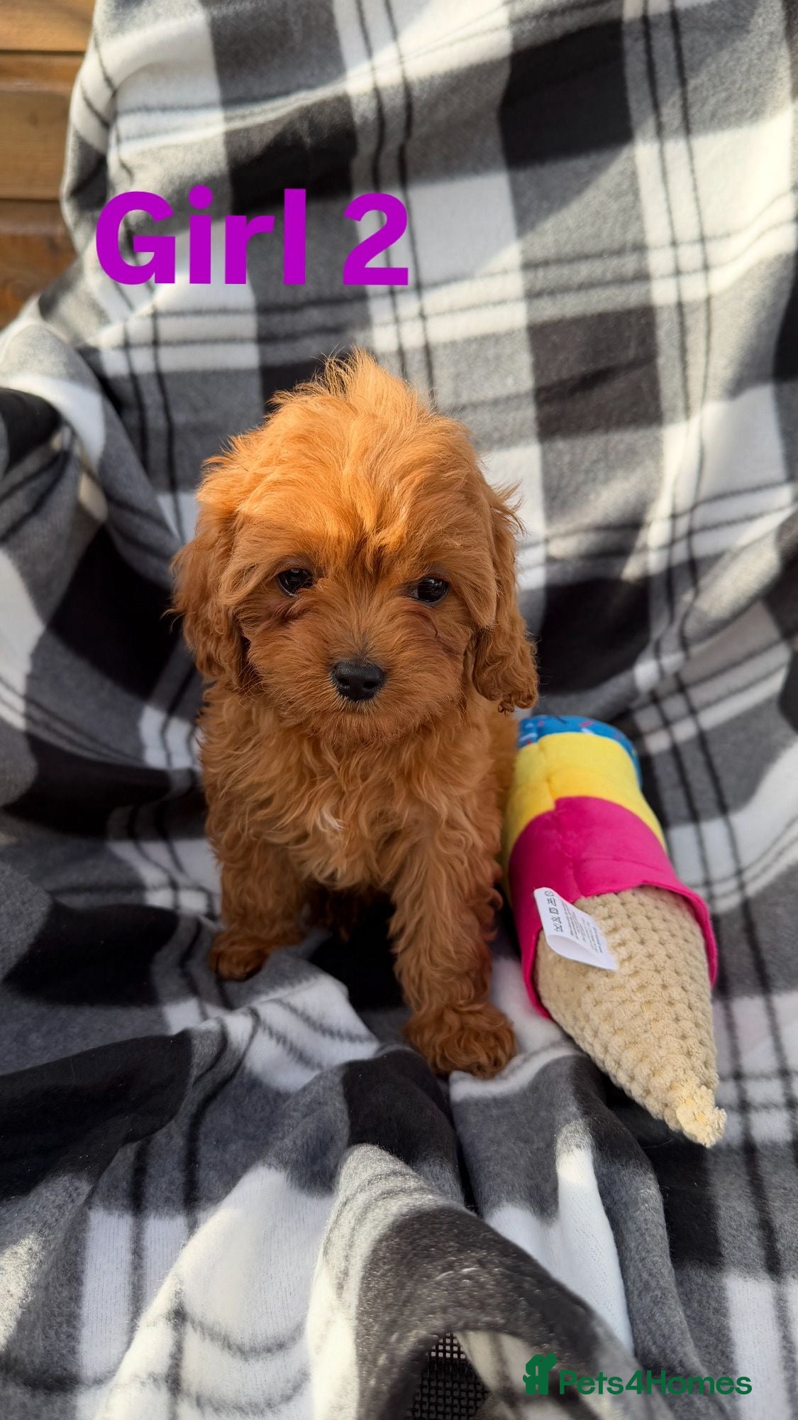 Cavapoo dogs Stunning f1 cavapoos ready now ! - Advert 1
