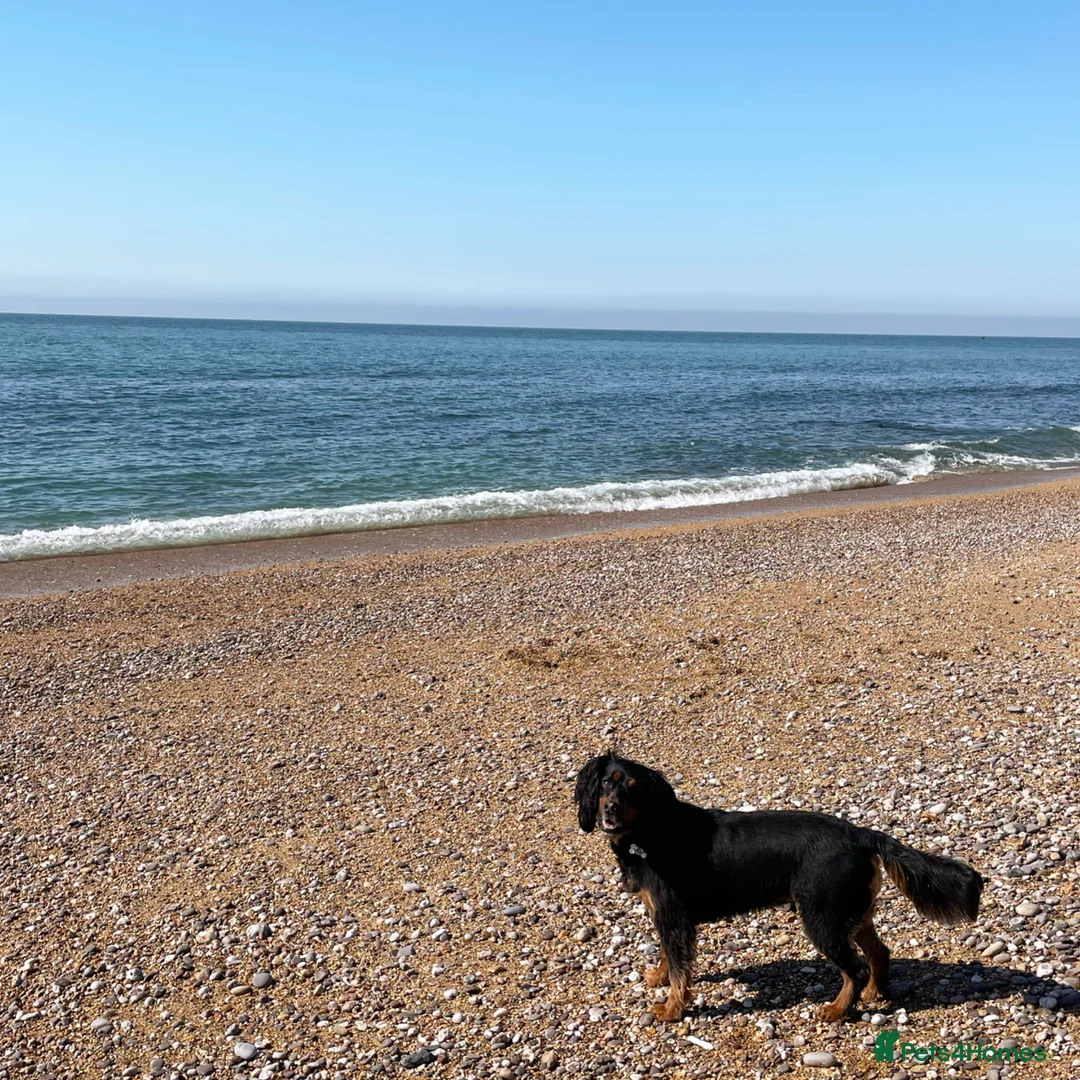 Cocker Spaniel dogs for sale: Heartbreaking rehome - child free - Advert 9