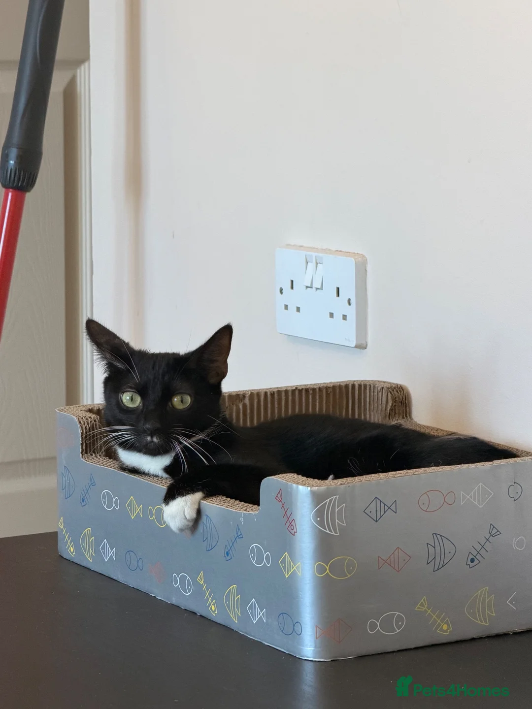 Mixed Breed cats for sale: Kittens  - Advert 2