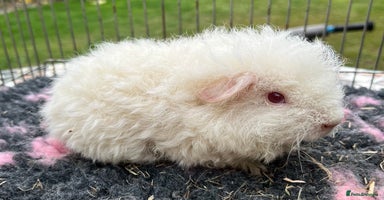Guinea Pig rodents - Advert 1