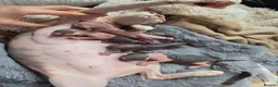 Sphynx cats for sale: Spectacular Sphynx kittens TICA & GCCF  DBE - Advert 15