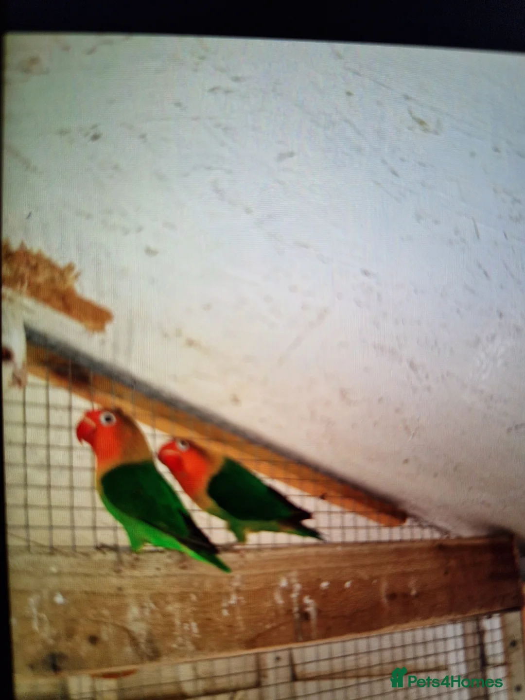 Lovebirds birds for sale: Love birds  - Advert 3