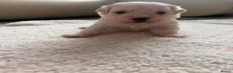 Maltese dogs for sale: Bichon Maltese  - Advert 4