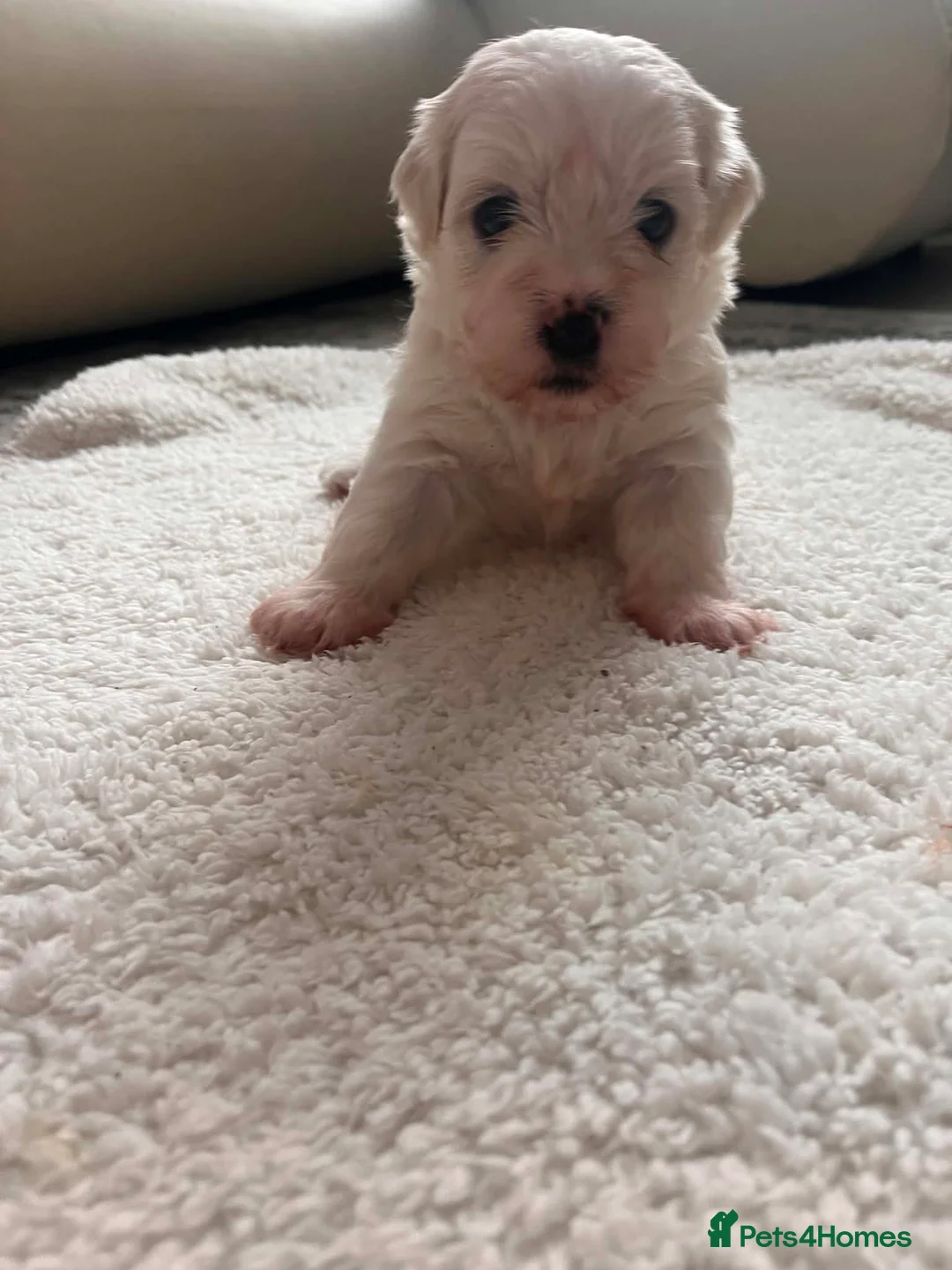 Maltese dogs for sale: Bichon Maltese  - Advert 4