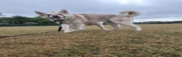Siberian Husky dogs for sale: 2X Siberian Huskies. 1Male&1Female in Bradford - Advert 5