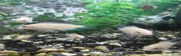 Cichlids fish for sale: Polar parrots - Advert 3